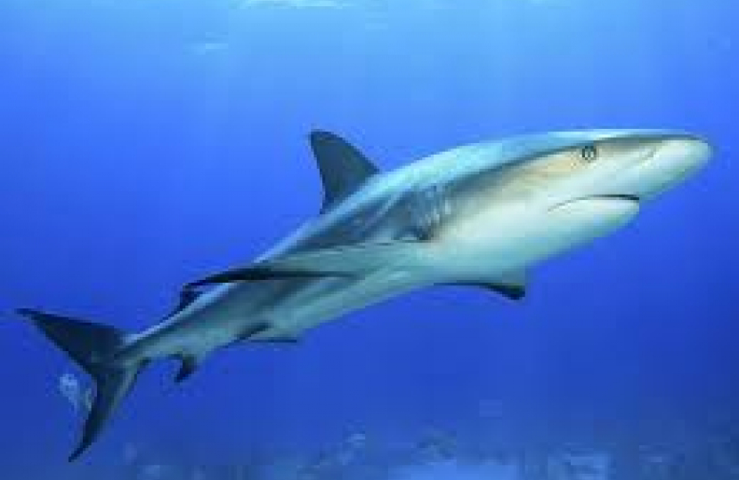 The Shark Fins Act passed last year bans the import and export of detached shark fins 