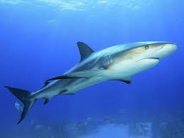 The Shark Fins Act passed last year bans the import and export of detached shark fins 